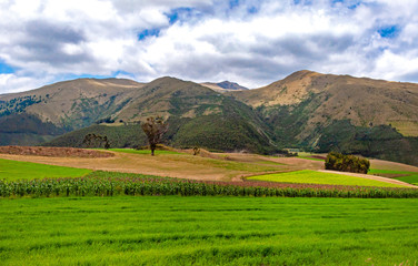Fototapeta na wymiar Beautiful tree in a green field, with crops, and mountains in the background. Imbabura province, Ecuador