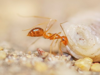 Soft focus a worker Weaver ant (Oecophylla smaragdina) or Green Ant pushing big larva.