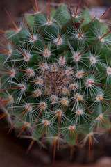 Naklejka na ściany i meble close up of cactus