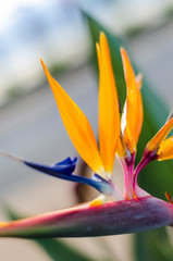 Bird of paradise. Close-up to Strelitzia flower.