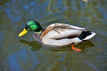 a male duck on the water