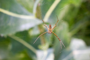 Spider on the web. Close-up.