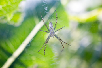 Spider on the web. Close-up.