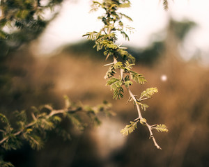 Nature 1