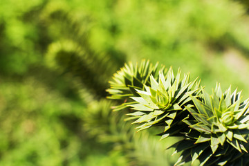 Prickly tropical green plant in a garden in the summer