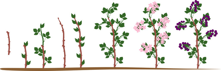 Two year life cycle of blackberry plant isolated on white background. Growth stages from propagule (stem cutting) to scrub with harvest of ripe berries