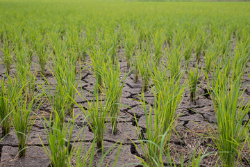 Rice seedlings in a paddy field growing racked and dry soil in arid areas landscape