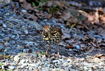 a Turdus philomelos bird