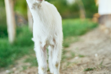 Obraz premium goat on green grass