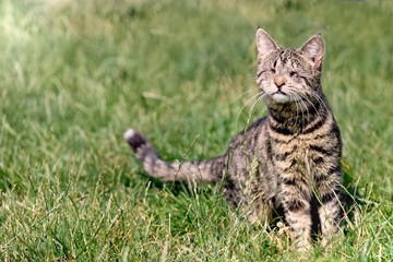 Naklejka na ściany i meble Blind stray cat sitting on a meadow. 