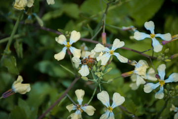 abejas en flor silvestre