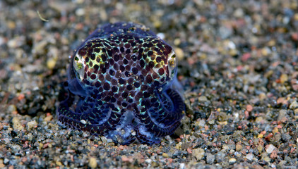 Amazing underwater world - Berry's bobtail squid - Euprymna berryi. Night diving. Underwater macro photography. Tulamben, Bali, Indonesia.