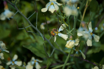 abejas en flor silvestre