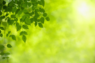 Fototapeta na wymiar Close up of nature view green leaf on blurred greenery background under sunlight with bokeh and copy space using as background natural plants landscape, ecology wallpaper concept.