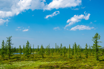 Fototapeta na wymiar forest and blue sky