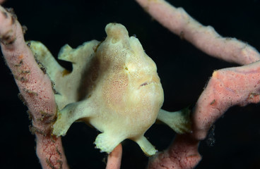 Underwater world - Giant Frogﬁsh - Antennarius commerson. Rare fish. Diving and underwater photography. Tulamben, Bali, Indonesia. 