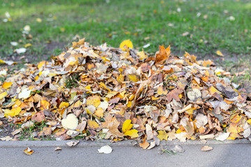 Pile of golden colored fallen leaves on green grass at backyard or city park in autumn. Fall season background
