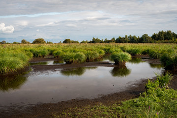 wetland in the natural park of saint lyphard