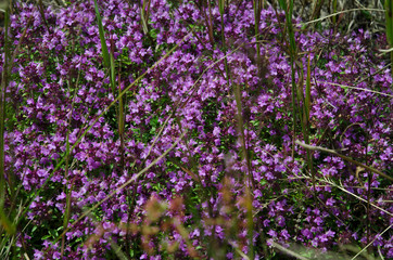 Obraz na płótnie Canvas Medicinal herbs: purple flowers of thyme grass under the rays of the sun
