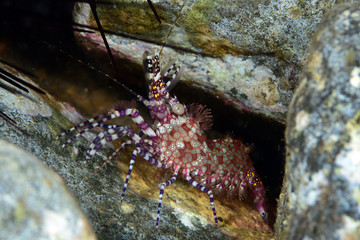 Underwater world - small red shrimp during night diving. Red-dotted humpback prawn (Metapenaeopsis sp.). Macro underwater photography. Tulamben, Bali, Indonesia.