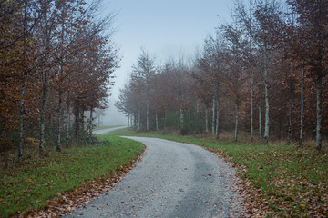 FRANCE - Laprade (Aude) - forest and path 2