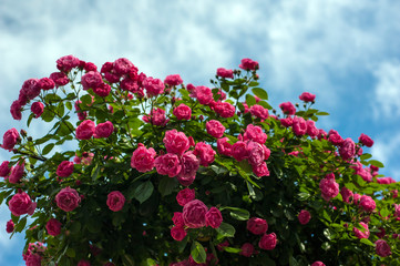Obraz premium Green bush with bright pink roses on a background of a blue sky with clouds. Beautiful pink roses in the summer garden. Background with many pink summer flowers.
