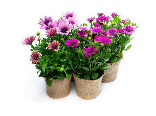 Naklejka na ściany i meble Group of colorful daisy flowers in small pots decorated with sackcloth isolated on white