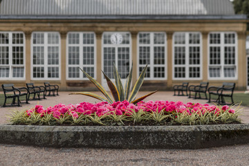 Pink Flowers on display bloom at the Sheffield Botanical Gardens, South Yorkshire, UK. Taken in Summer of 2019