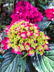 Blooming pink hydrangea