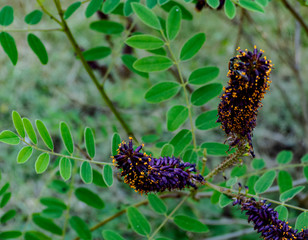 wild and garden plants, flowers, trees