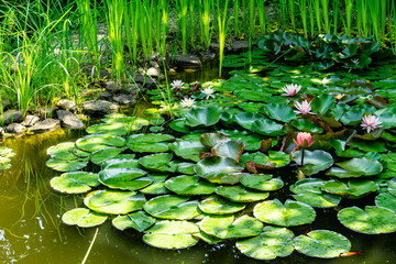 Delicate of pink and orange water lilies or lotus flowers Marliacea Rosea have opened with first rays of sun. Flowers of water lilies Perry's Orange Sunset in shadow from surrounding pond plants.