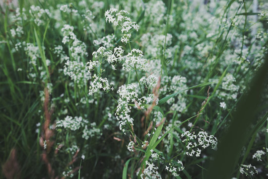 .Small white flowers of hedge bedstraw or false baby's breath (Galium mollugo) close up. Medicinal herb