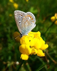 butterfly on flower