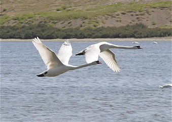 Swans in flight