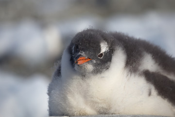 Gentoo penguin single. Gentoo portrait in Antarctica on blur background, Argentine islands.