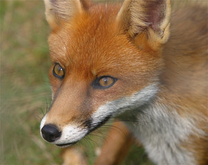 red fox portrait