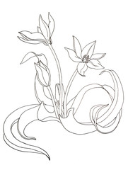 Botanical drawing of Tulip flower liner for painting.