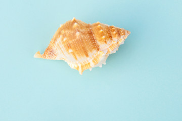 seashells on blue background