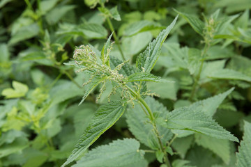White Nettle Blank Nettle Lamium album L. blossoming as a background.