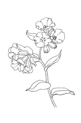 Obraz premium Botanical drawing of pulmonaria obscura flower liner