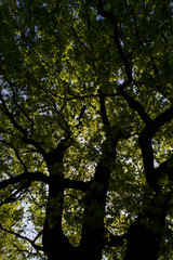 tree in the park