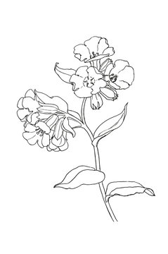 Botanical drawing of pulmonaria obscura flower liner