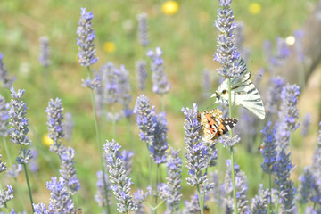 Il macaone striato di nero ,vola sui fiori della lavanda