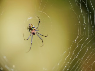 Orchard Orbweaver (Leucauge venusta) resting in spider web with nature blurred background.