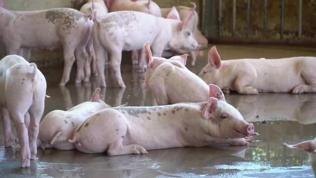 Group of pig that looks healthy in local ASEAN pig farm at livestock. The concept of standardized and clean farming without local diseases or conditions that affect pig growth or fecundity