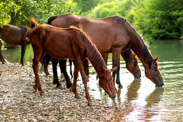a herd of beautiful free horses near the river drink water. Beautiful forest landscape at sunset