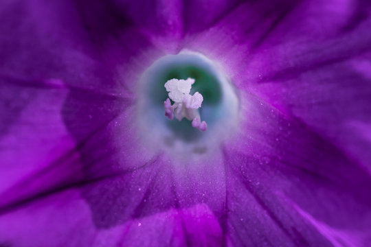 wnętrze fioletowego kwiatu powoju