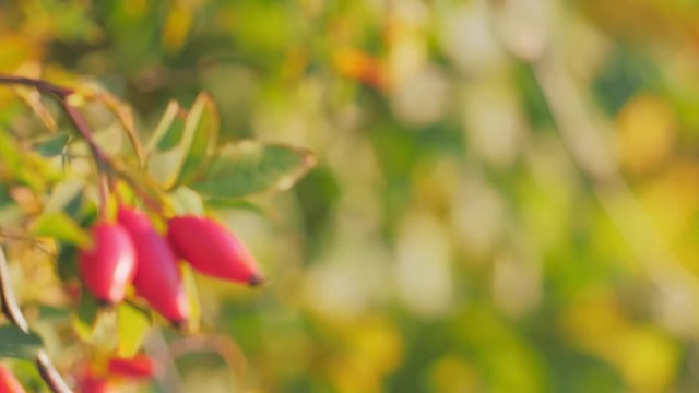 Rosehips dog rose plant, rosa canina fruit