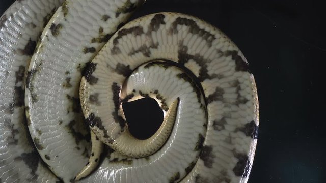 Footage of royal ball phytons