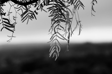 Mesquite Tree leaves in black and white with blurred background.